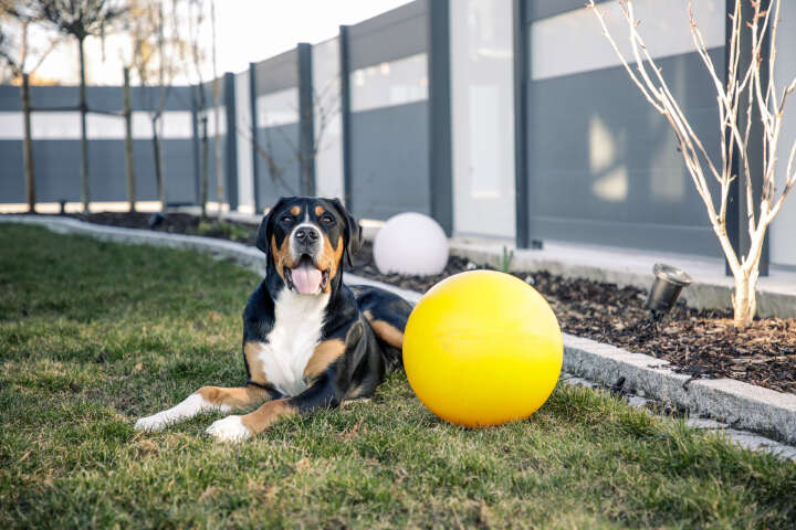 KERBL Hundespielball